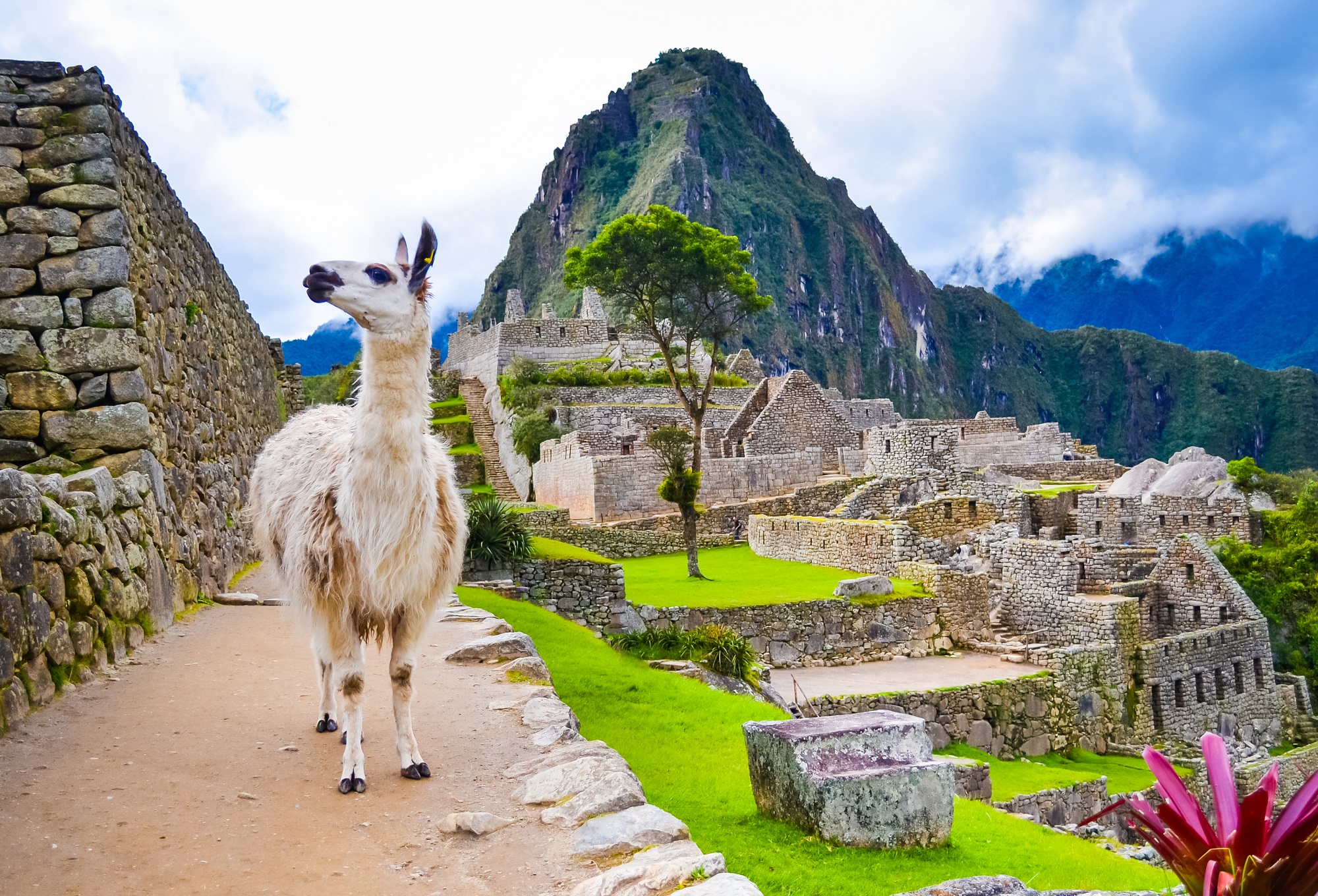 6050fcbabc4a0a7fac362ceb_Machu Picchu Unusual Llama