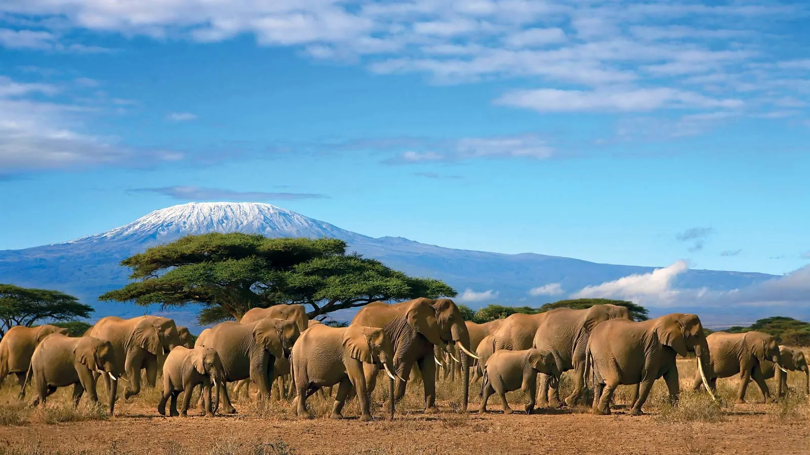 Herd elephants background Mount Kilimanjaro Tanzania