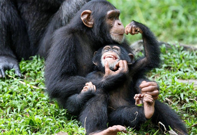 chimps1_3.jpg