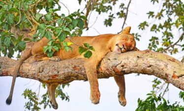 22-Day Rwanda, Uganda, Kenya & Tanzania Safari