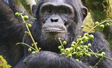 Entebbe, Uganda: 6-Day Gorilla Tracking & Wildlife Safari