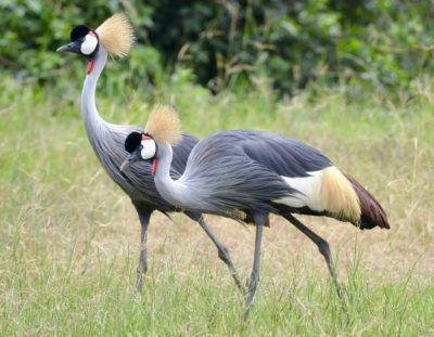 uganda crested crane 400x311.jpg