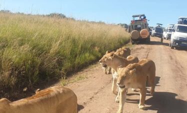 🦁 Kenya: 7-Day Big 5 Safari Tour from Nairobi